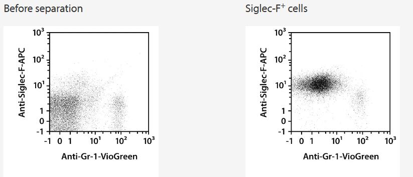 Siglec-F+ eosinophils were isolated from mouse peripheral blood using Anti-Siglec-F MicroBeads, two MS Columns, and a MiniMACS Separator. Cells were fluorescently stained with Anti-Siglec-F-APC and Anti-Gr-1-VioGreen and analyzed by flow cytometry using the MACSQuant Analyzer. Cell debris and dead cells were excluded from the analysis based on scatter signals and propidium iodide fluorescence.